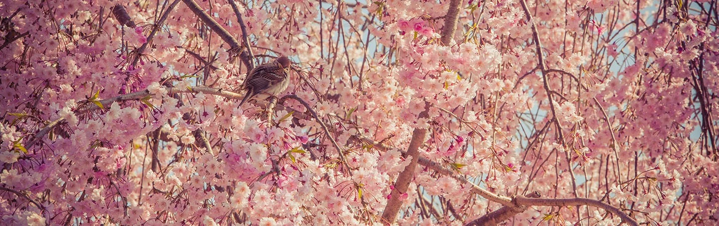 sloder hanami