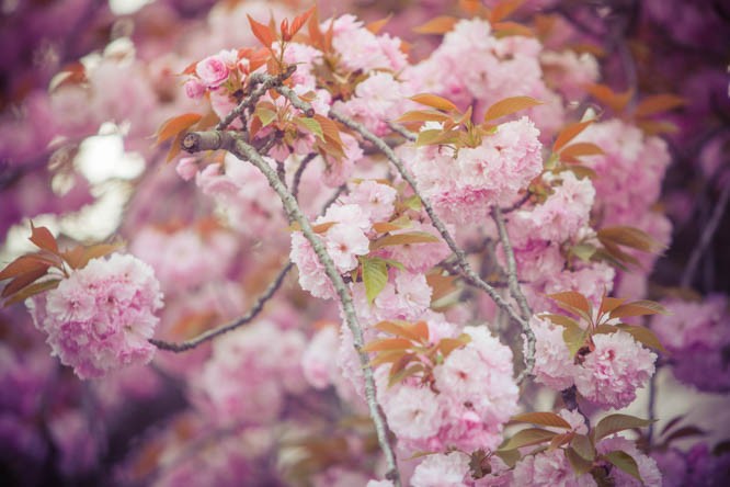 sakura