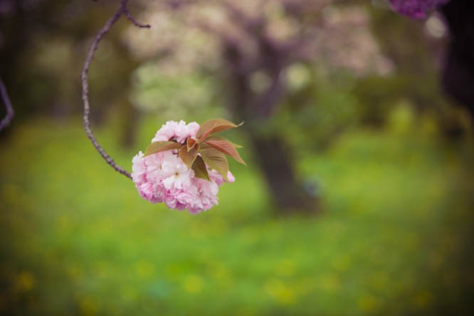 sakura