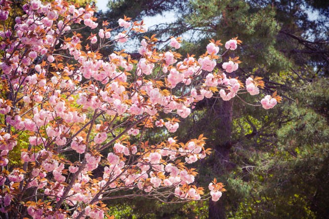 sakura