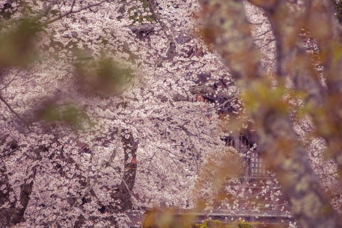 sakura