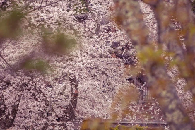 sakura