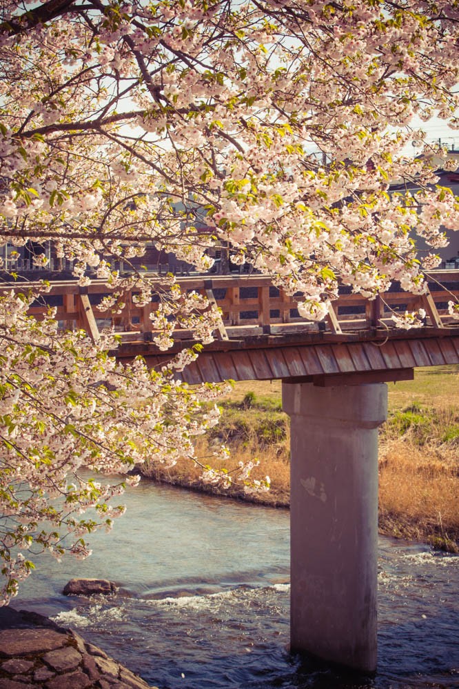 sakura