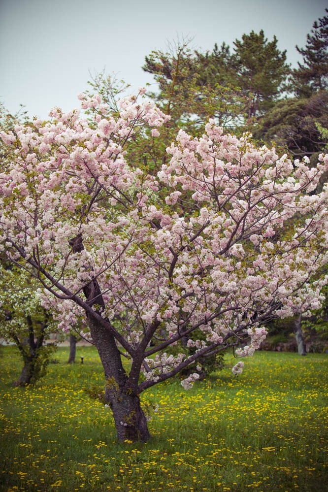 sakura