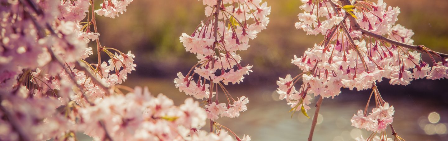 hanami japonia