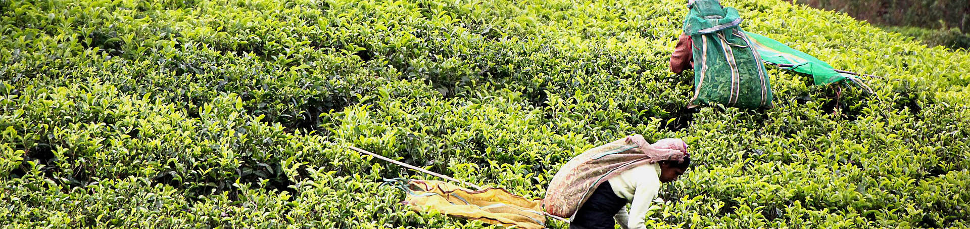 Sri Lanka - pola herbaty